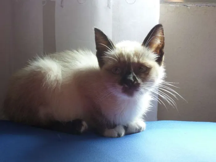 Gato ra a SRD idade 2 a 6 meses nome Paul