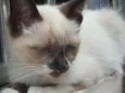 Paul