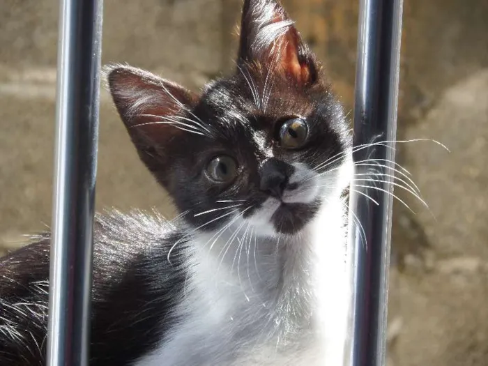 Gato ra a SRD idade 2 a 6 meses nome Lindinha