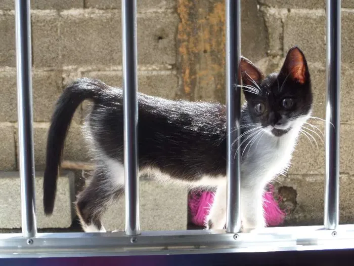 Gato ra a SRD idade 2 a 6 meses nome Lindinha
