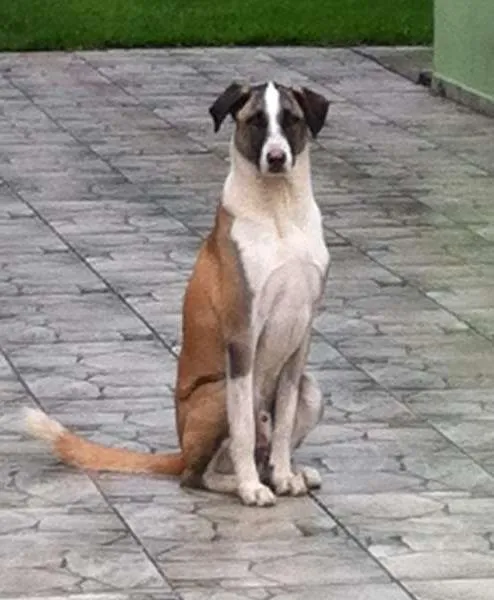 Cachorro ra a NAO DEFINIDA idade 3 anos nome BERNARDINHO