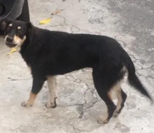 Cachorro raça Sem raça definida idade 7 a 11 meses nome Sem nome