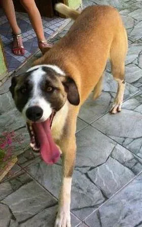Cachorro raça NAO DEFINIDA idade 3 anos nome BERNARDINHO