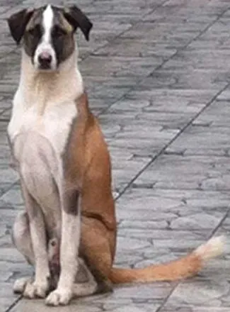 Cachorro ra a NAO DEFINIDA idade 3 anos nome BERNARDINHO