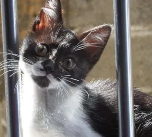 Gato raça SRD idade 2 a 6 meses nome Lindinha