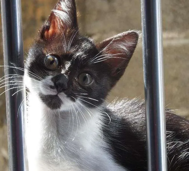 Gato ra a SRD idade 2 a 6 meses nome Lindinha