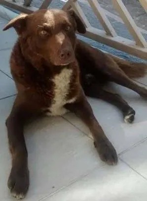 Cachorro ra a mix de labrador idade 2 anos nome Bono