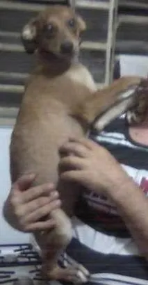 Cachorro ra a SRD idade 7 a 11 meses nome JUREMA