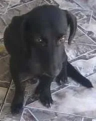 Cachorro ra a SRD idade 2 anos nome Mila