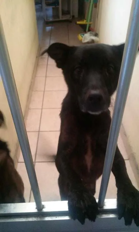 Cachorro ra a vira-lata  idade 2 anos nome Billy 