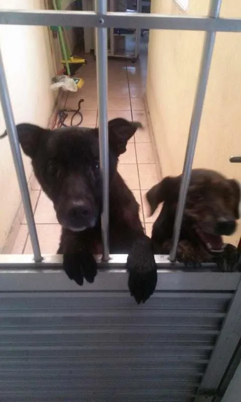 Cachorro ra a vira-lata  idade 2 anos nome Billy 