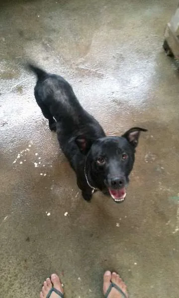 Cachorro ra a vira-lata  idade 2 anos nome Billy 