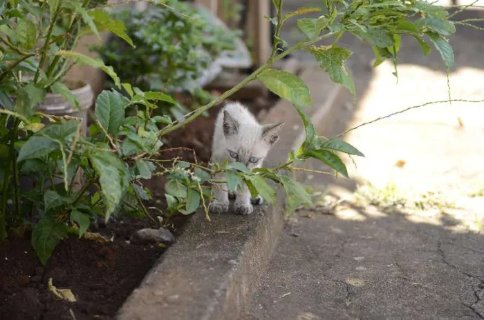 Gato ra a Mestiço idade 2 a 6 meses nome Sem nome