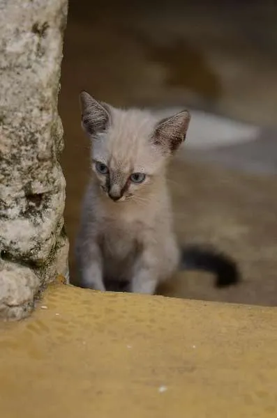 Gato ra a Mestiço idade 2 a 6 meses nome Sem nome