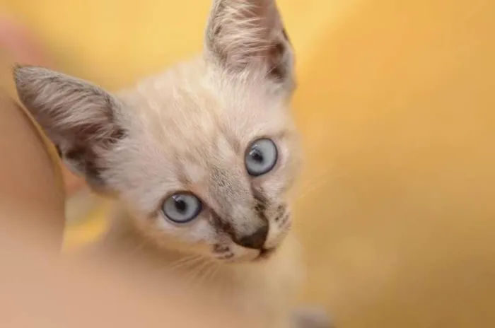 Gato ra a Mestiço idade 2 a 6 meses nome Sem nome