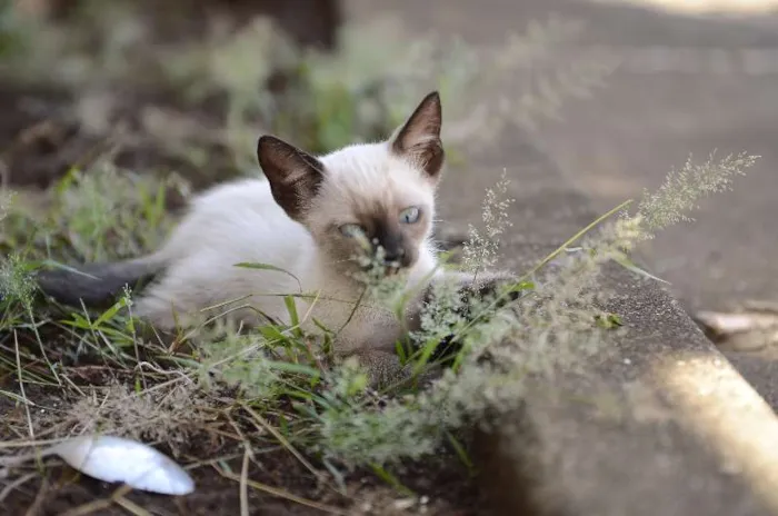 Gato ra a Mestiço idade 2 a 6 meses nome sem nome