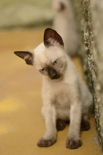 Gato ra a Mestiço idade 2 a 6 meses nome sem nome