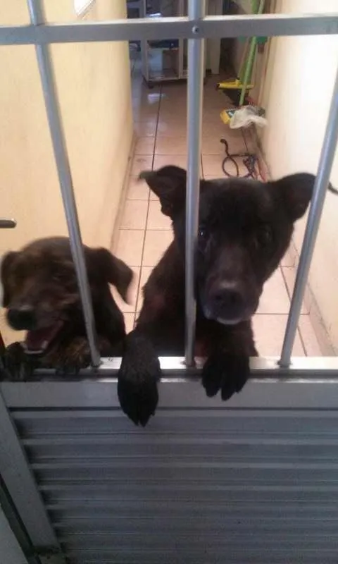 Cachorro ra a vira-lata  idade 3 anos nome Neguita 