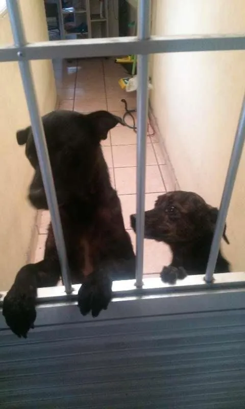 Cachorro ra a vira-lata  idade 3 anos nome Neguita 
