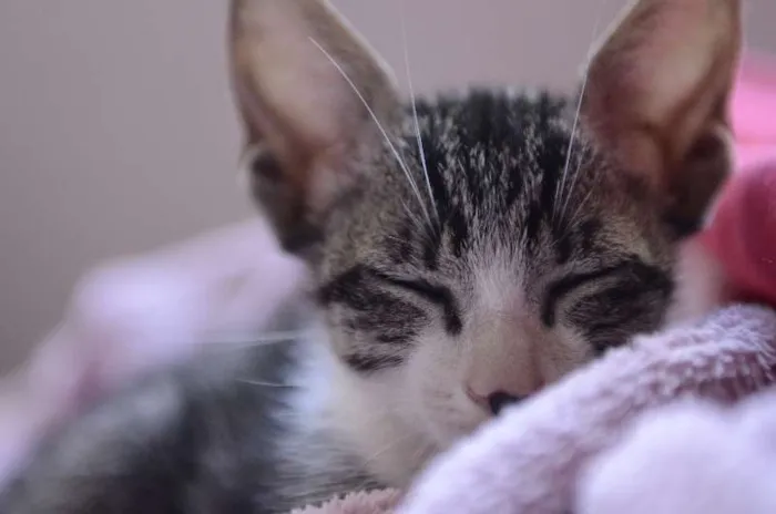 Gato ra a Mestiço idade 2 a 6 meses nome sem nome