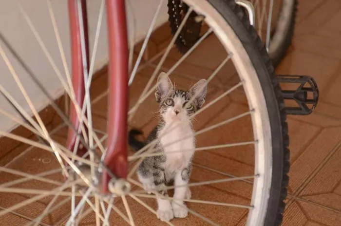 Gato ra a Mestiço idade 2 a 6 meses nome sem nome