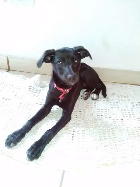 Cachorro ra a SRD idade 2 a 6 meses nome MEG