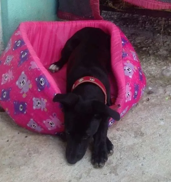 Cachorro ra a SRD idade 2 a 6 meses nome MEG