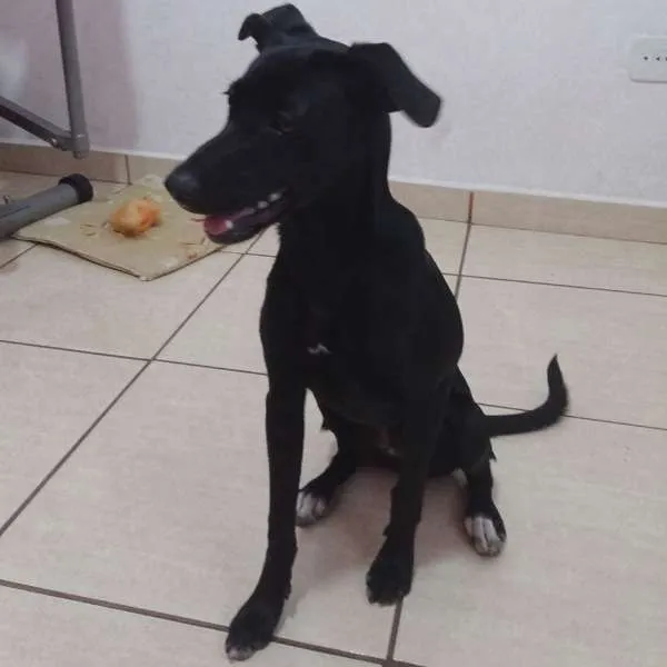 Cachorro ra a SRD idade 2 a 6 meses nome MEG