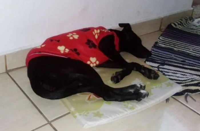 Cachorro ra a SRD idade 2 a 6 meses nome MEG
