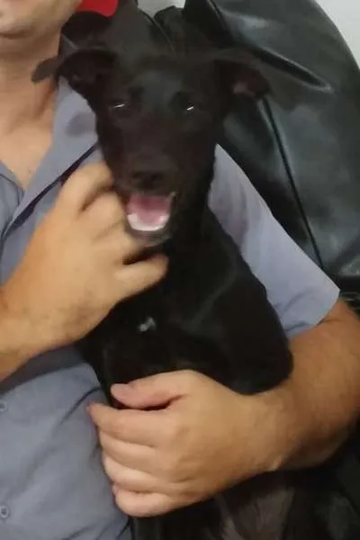Cachorro ra a SRD idade 2 a 6 meses nome MEG