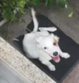 Floquinho