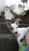 Floquinho