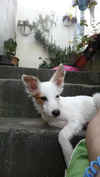Cachorro ra a SRD idade 2 a 6 meses nome Floquinho