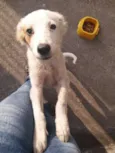 Floquinho