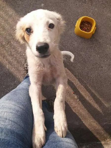 Cachorro ra a SRD idade 2 a 6 meses nome Floquinho