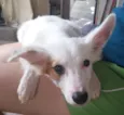 Floquinho