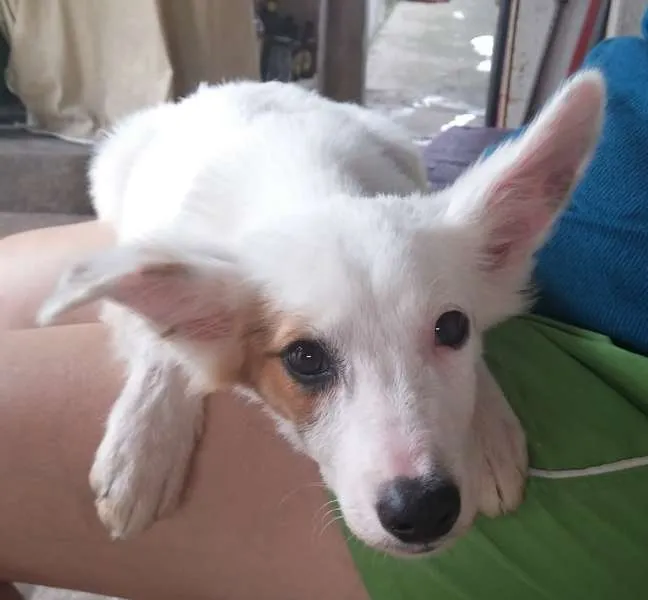 Cachorro ra a SRD idade 2 a 6 meses nome Floquinho