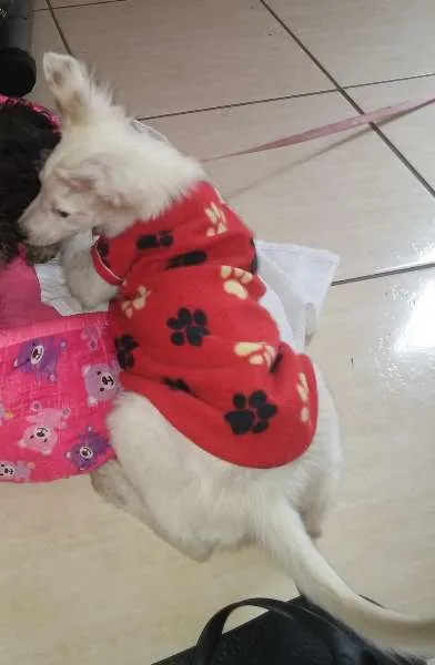 Cachorro ra a SRD idade 2 a 6 meses nome Floquinho
