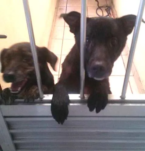 Cachorro ra a vira-lata  idade 2 anos nome Billy 