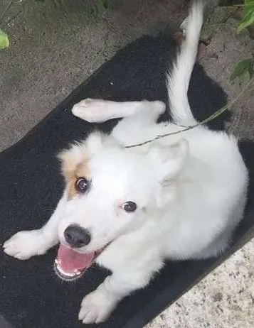 Cachorro ra a SRD idade 2 a 6 meses nome Floquinho