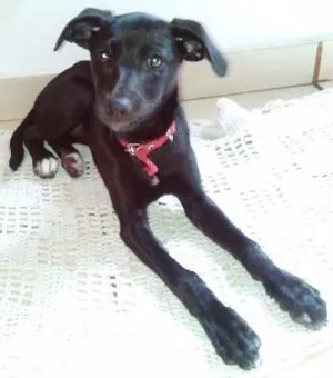 Cachorro raça SRD idade 2 a 6 meses nome MEG