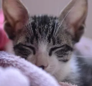 Gato raça Mestiço idade 2 a 6 meses nome sem nome