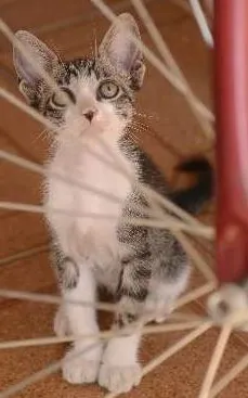 Gato ra a Mestiço idade 2 a 6 meses nome sem nome