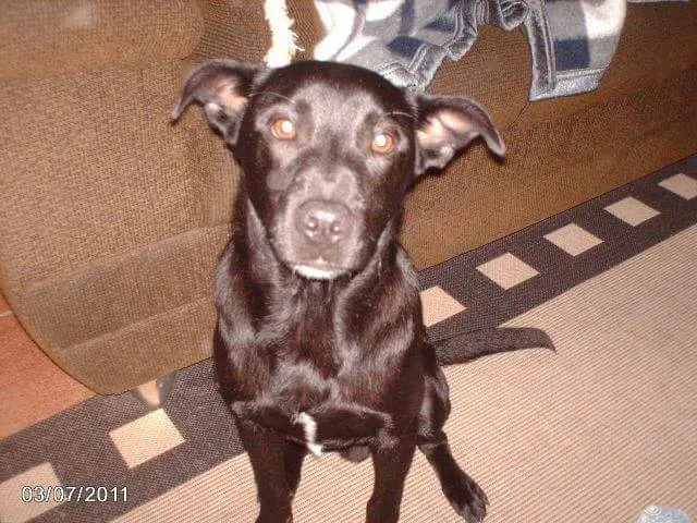 Cachorro ra a vira-lata  idade 2 anos nome Billy 
