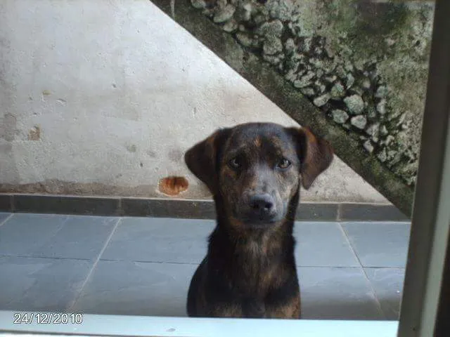 Cachorro ra a vira-lata  idade 2 anos nome Billy 