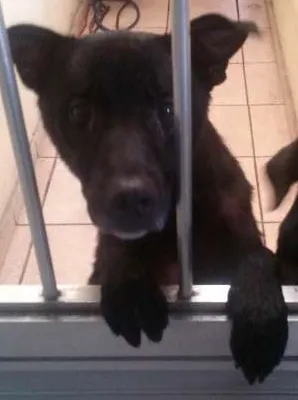 Cachorro ra a vira-lata  idade 2 anos nome Billy 