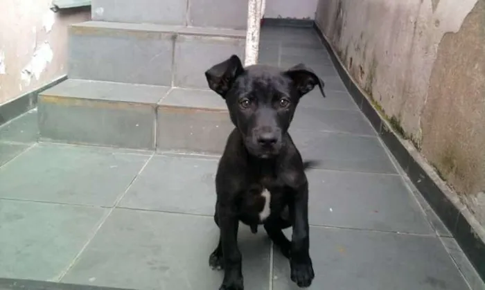 Cachorro ra a vira-lata  idade 2 anos nome Billy 