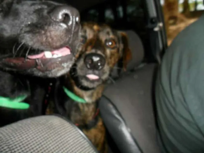 Cachorro ra a vira-lata  idade 2 anos nome Billy 