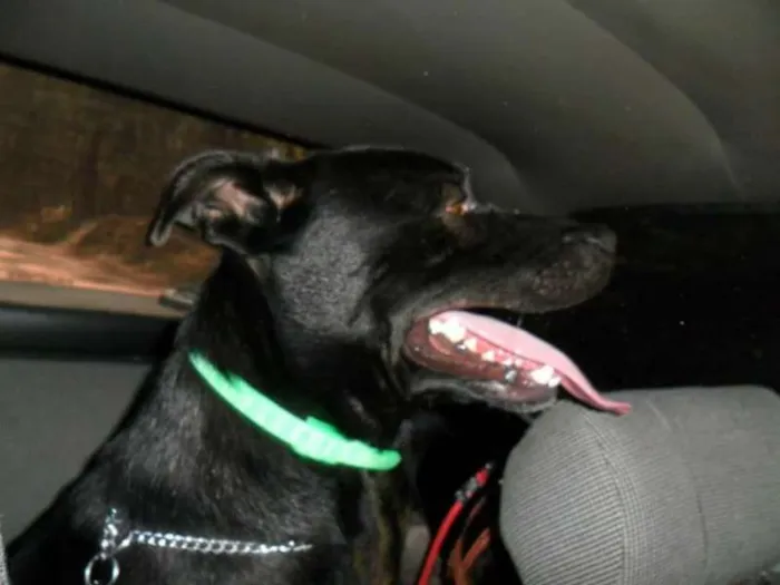 Cachorro ra a vira-lata  idade 2 anos nome Billy 