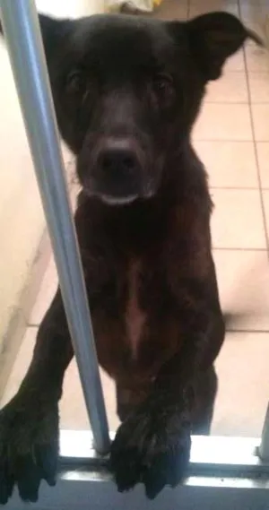 Cachorro raça vira-lata  idade 2 anos nome Billy 